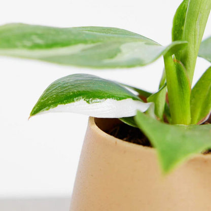 Sitting Smiling Plant Pot